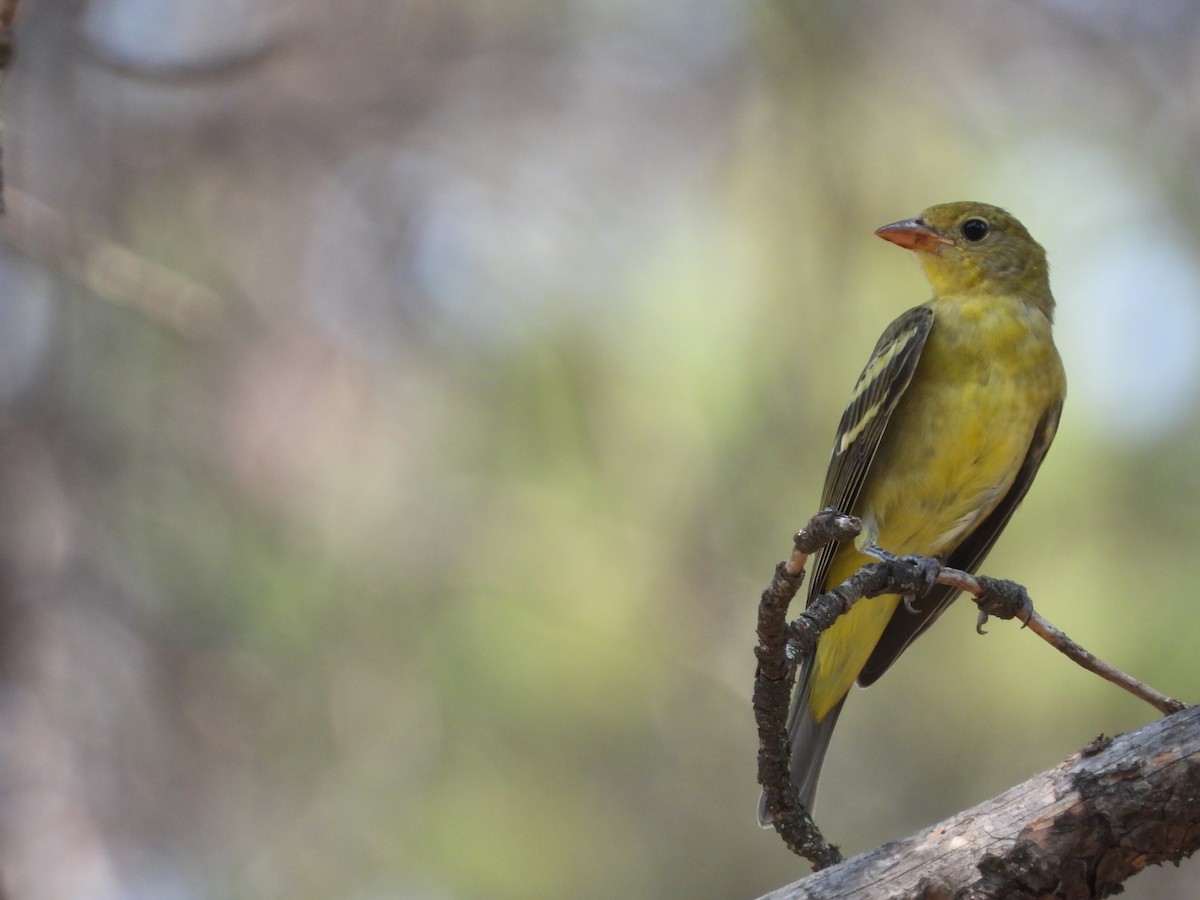 Western Tanager - ML476127001