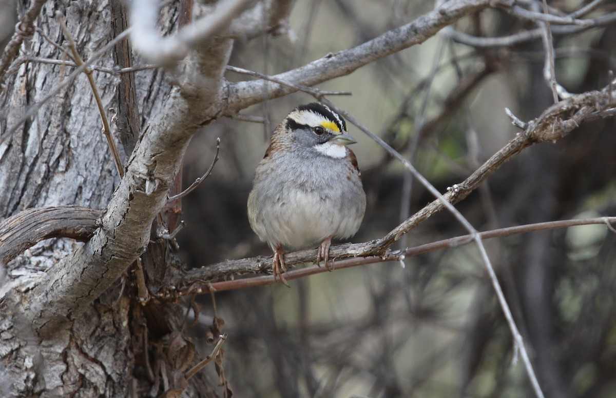 White-throated Sparrow - ML47612751