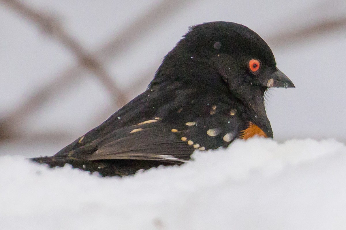 Spotted Towhee - ML47612861