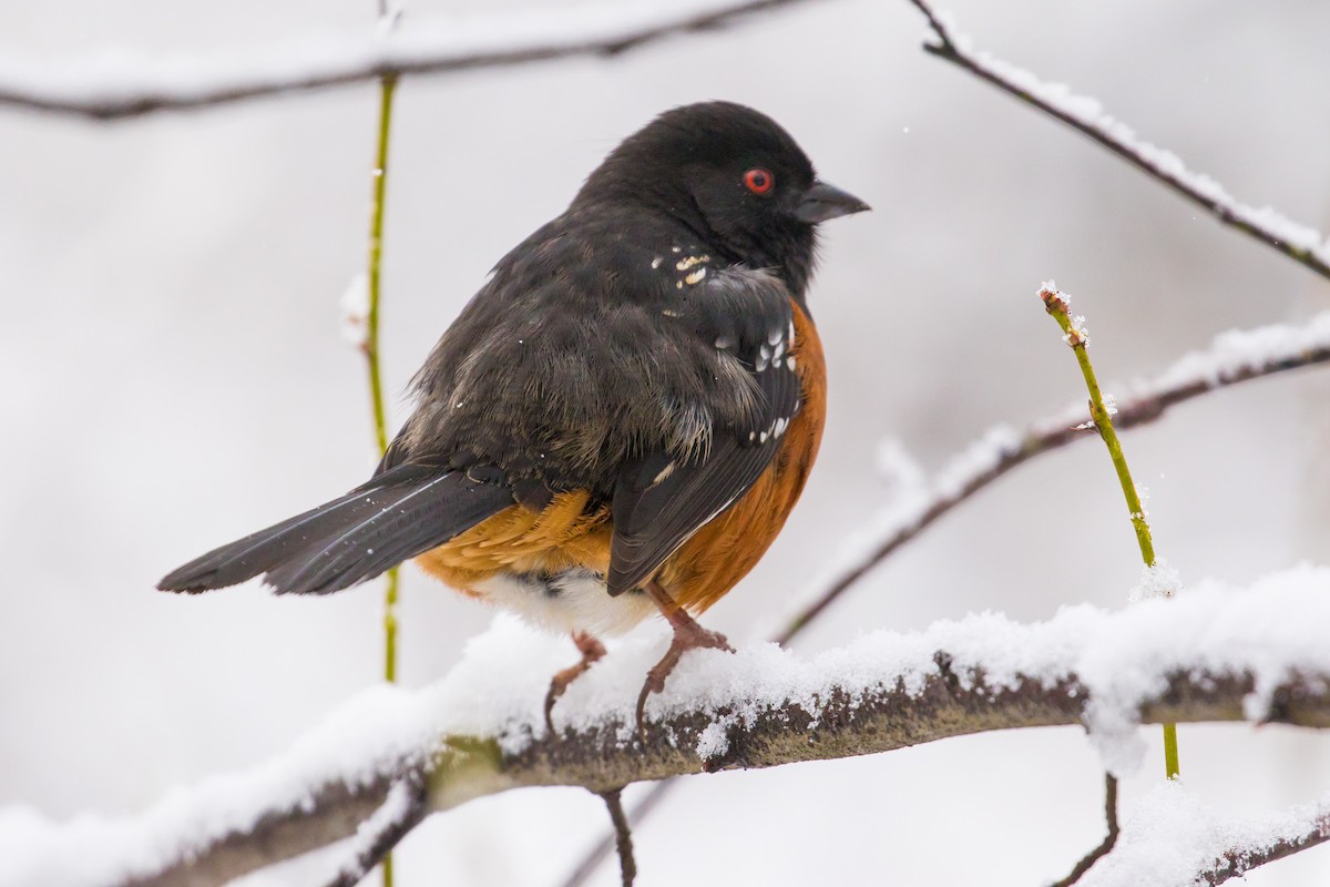 Spotted Towhee - ML47612871