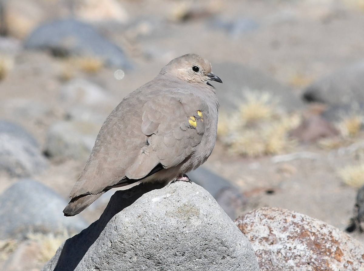 Golden-spotted Ground Dove - ML476129951