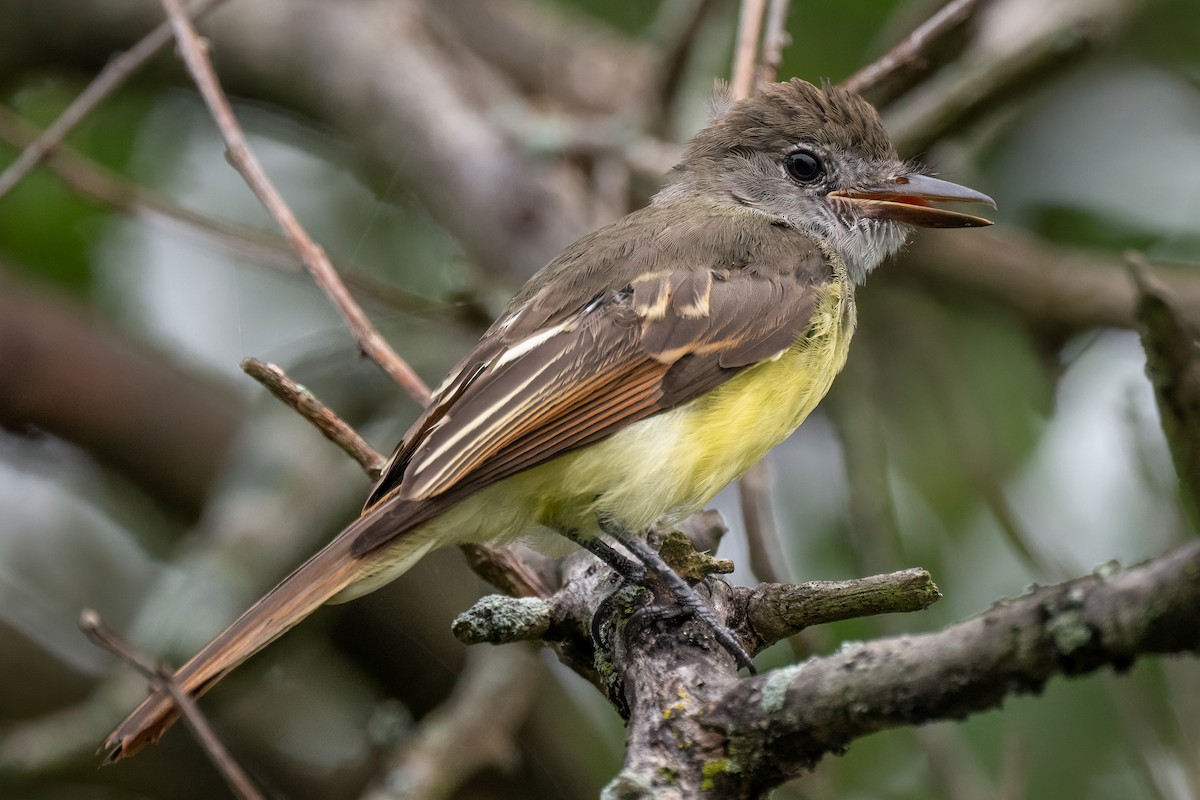 Great Crested Flycatcher - ML476131071