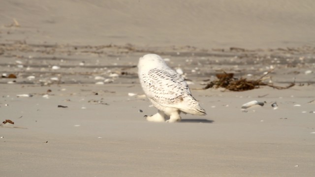 Snowy Owl - ML476133