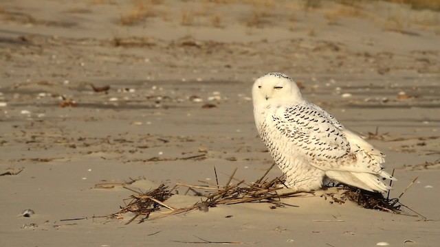 Snowy Owl - ML476134