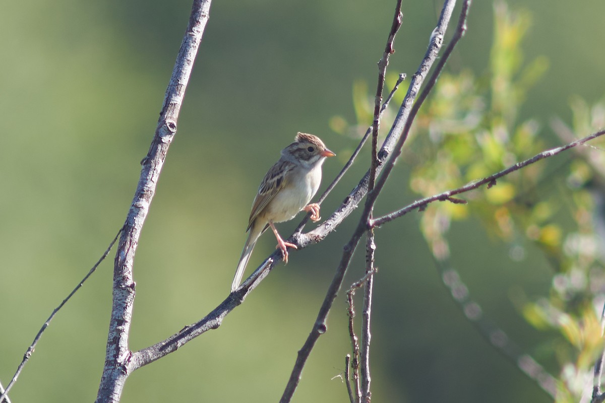 Clay-colored Sparrow - ML476138911