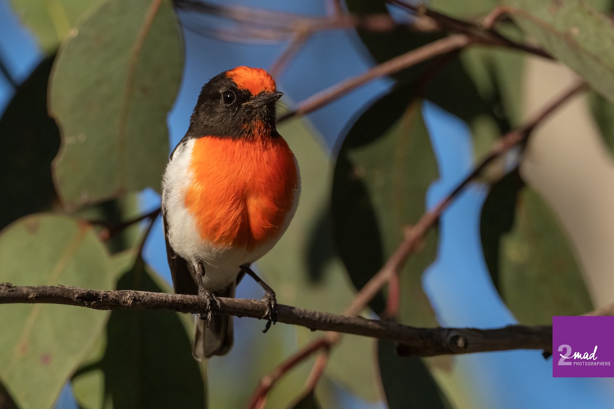 Red-capped Robin - ML476139261