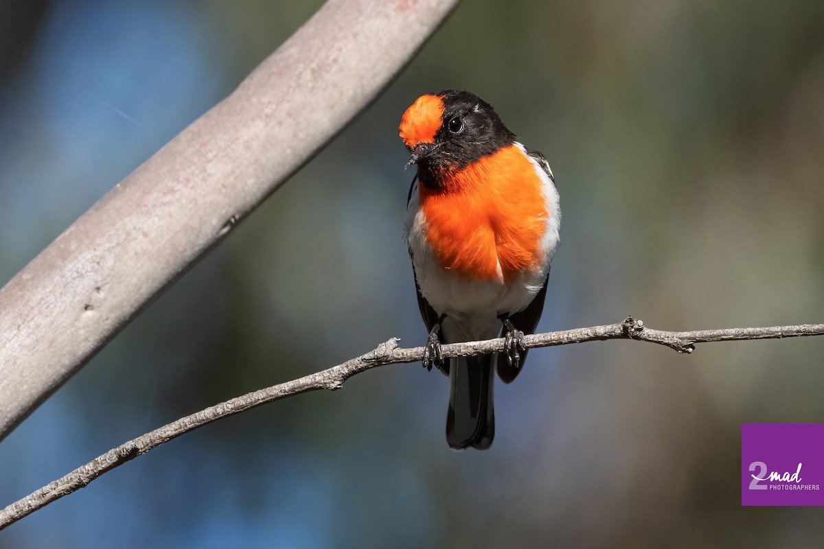 Red-capped Robin - ML476139281