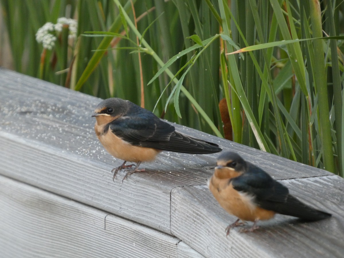 Ml476140511 - Barn Swallow - Macaulay Library