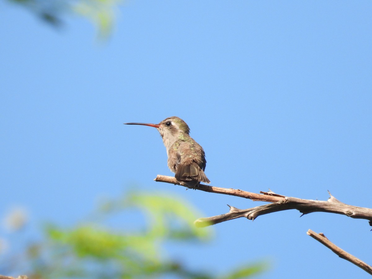 Dusky Hummingbird - ML476143921