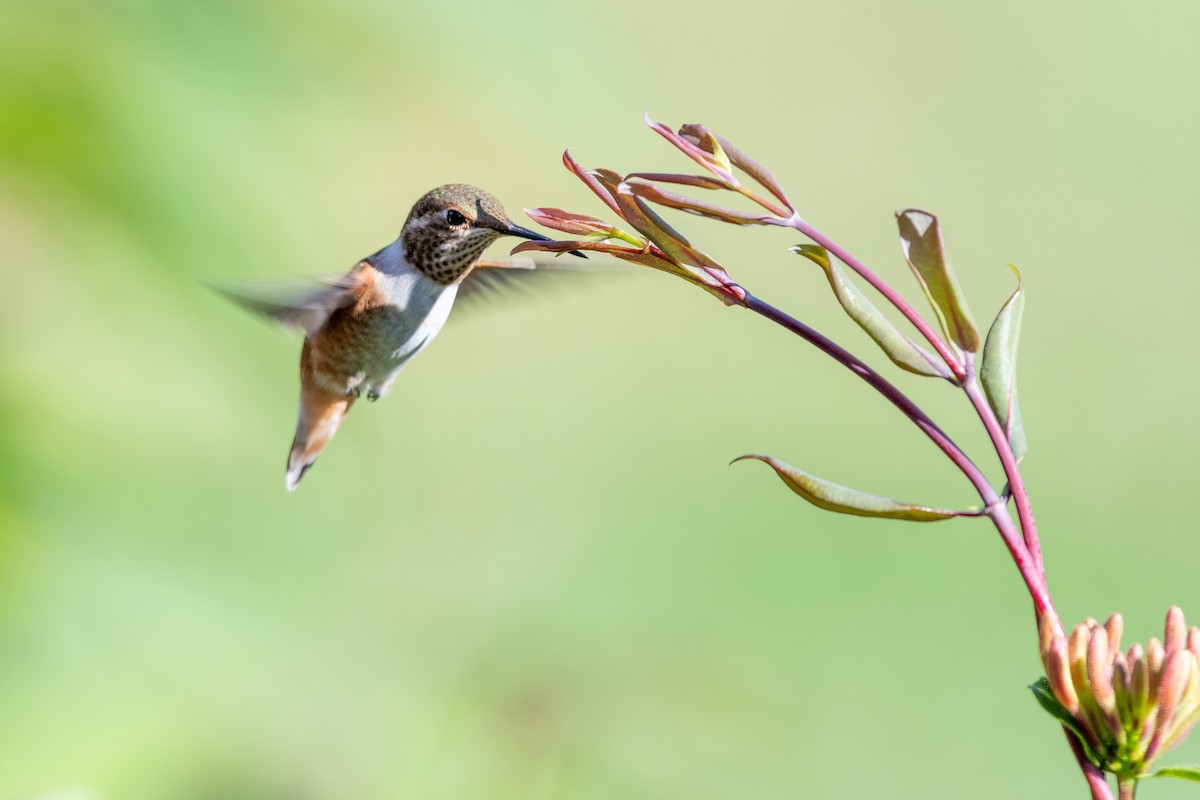 Rufous Hummingbird at Abbotsford - Downes Road Home/Property by Randy Walker