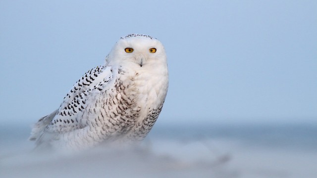 Snowy Owl - ML476147