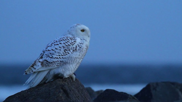 Snowy Owl - ML476149