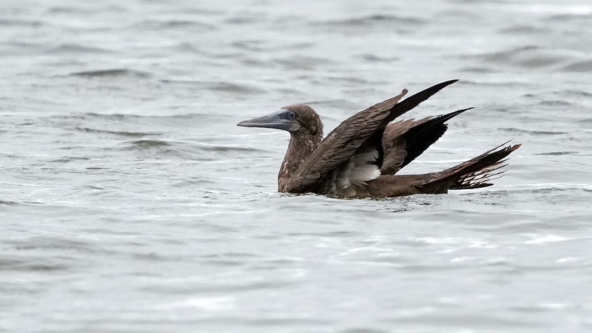 Brown Booby - Brent Barnes