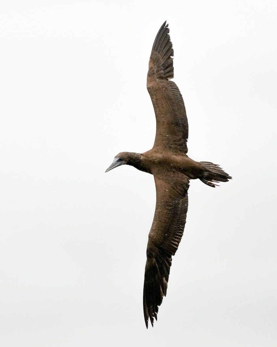 Brown Booby - ML476151841