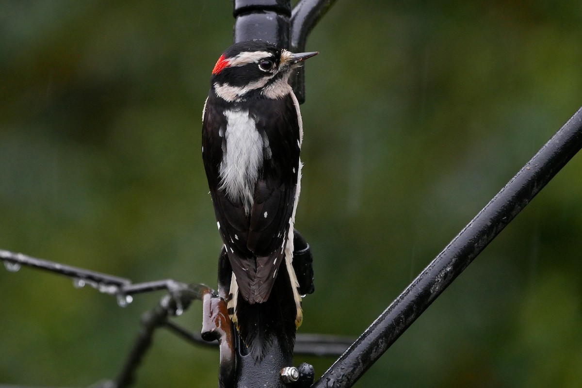Downy Woodpecker (Pacific) - ML47615321