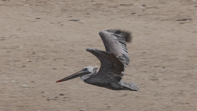 pelikán hnědý (ssp. californicus) - ML476154991