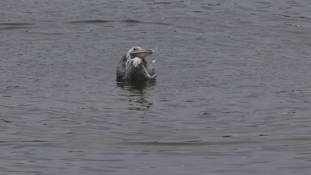 pelikán hnědý (ssp. californicus) - ML476155051