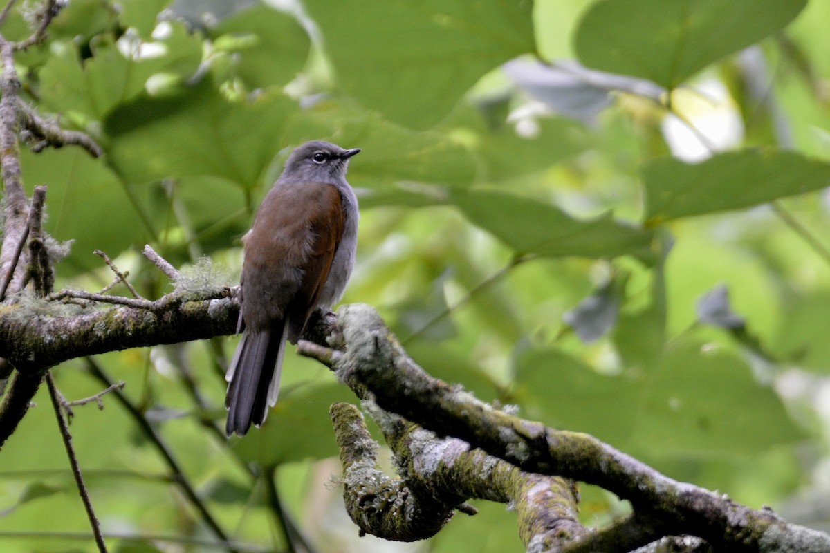 Brown-backed Solitaire - Evaristo Chocoy