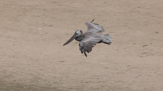 Бурый пеликан (californicus) - ML476156821