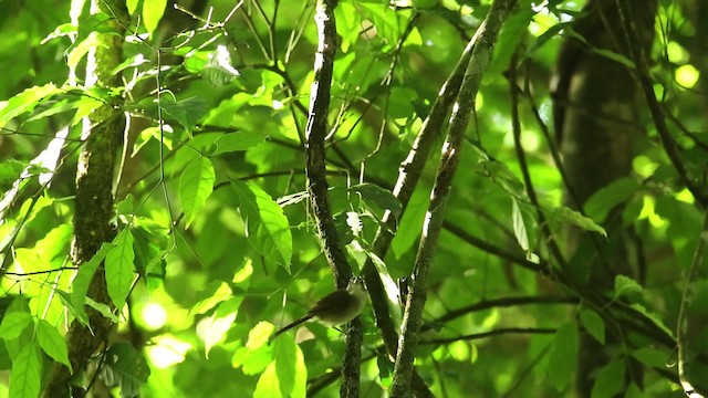 Gray-breasted Babbler - ML476157