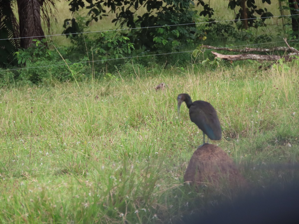 ibis zelený - ML476157131