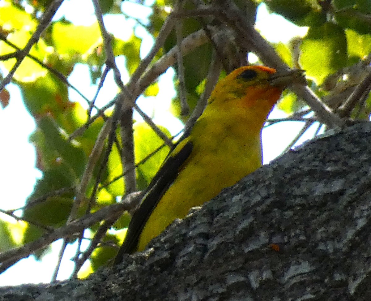 Western Tanager - Libby Patten