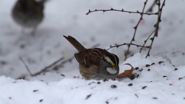 White-throated Sparrow - ML476166