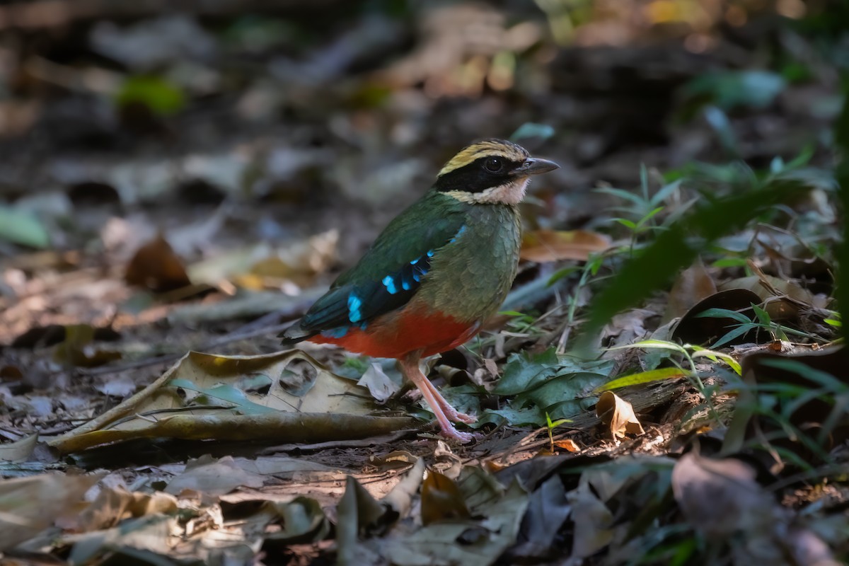 Green-breasted Pitta - ML476167581