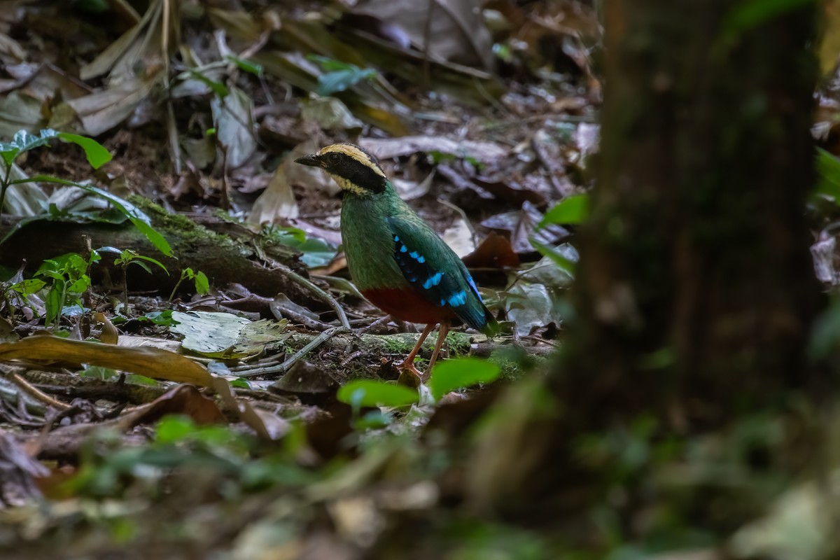 Green-breasted Pitta - ML476168141