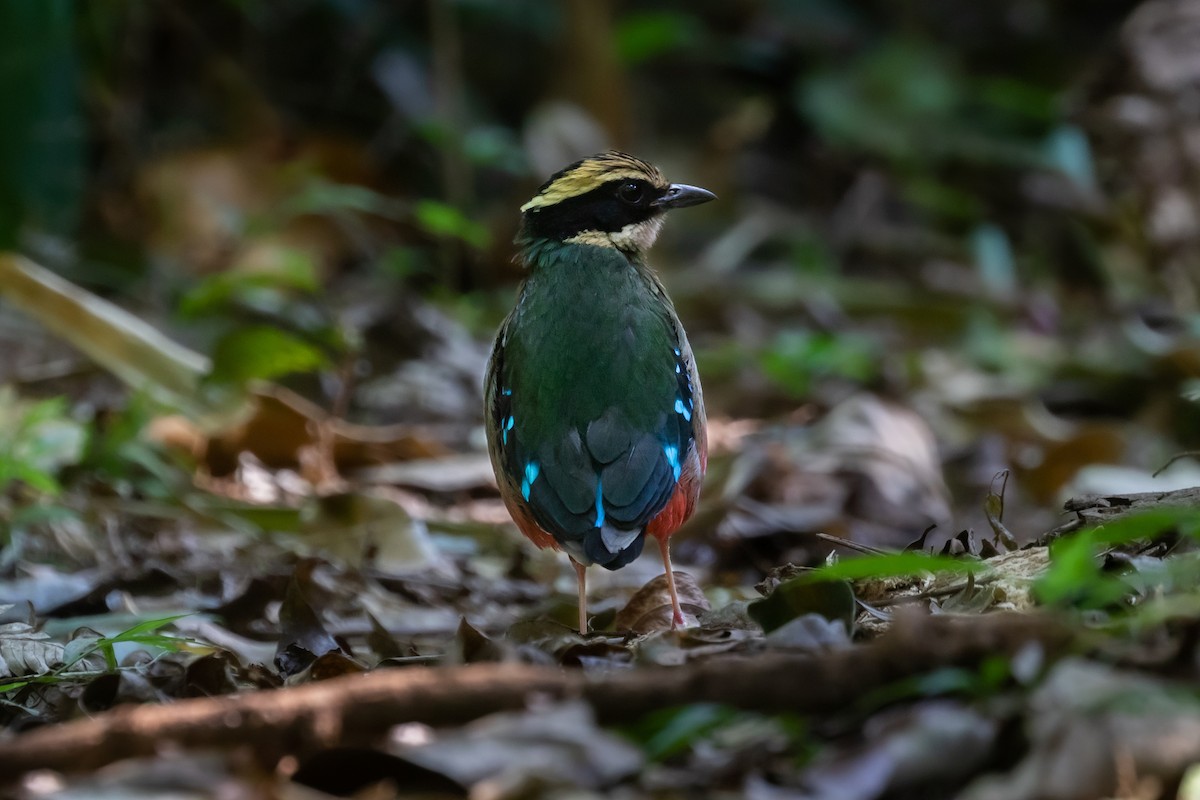 Green-breasted Pitta - ML476168481