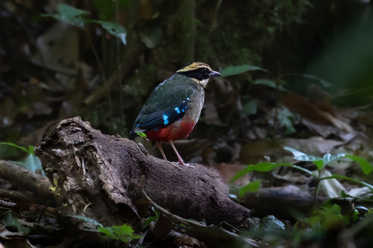 Green-breasted Pitta - ML476168621