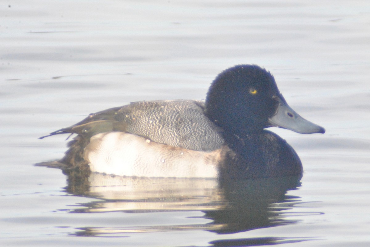 Greater Scaup - ML47616871