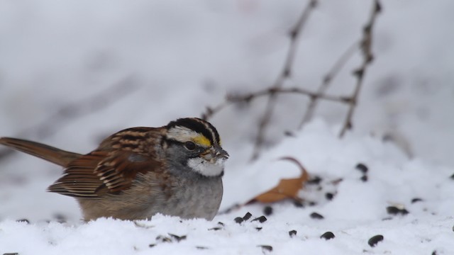 White-throated Sparrow - ML476169