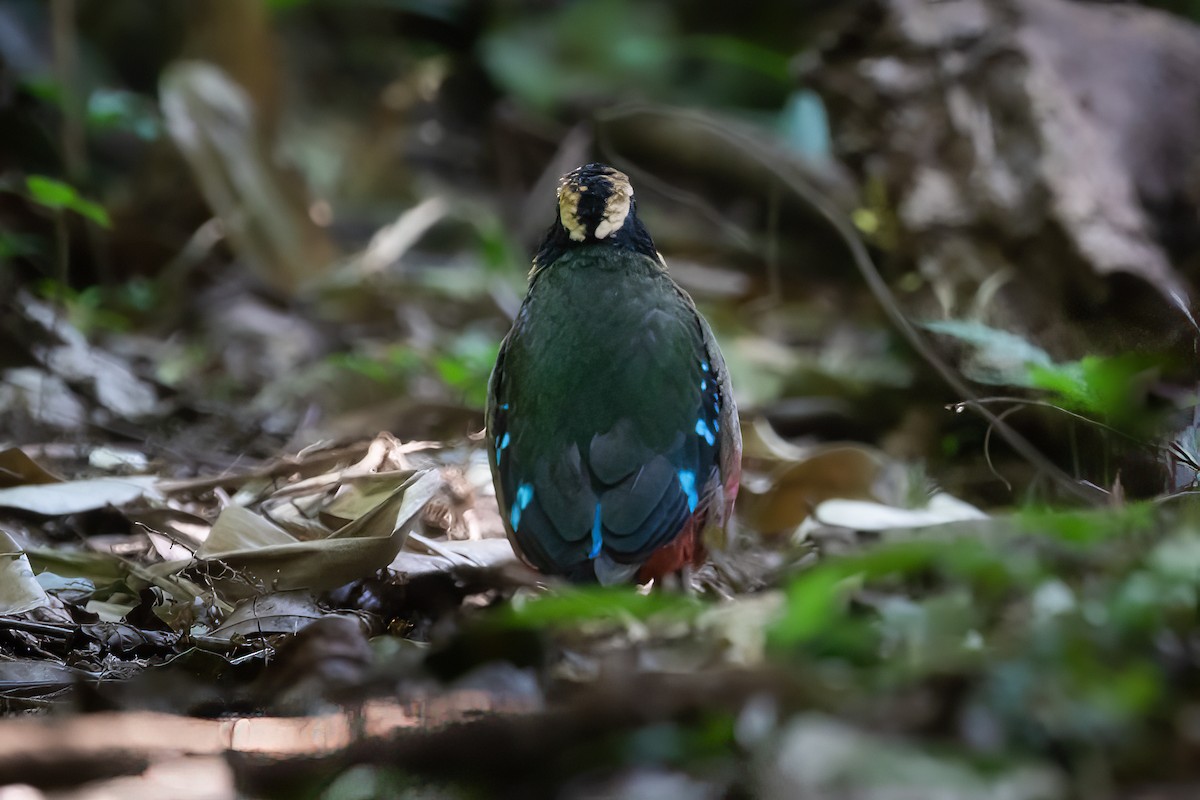 Green-breasted Pitta - ML476169111