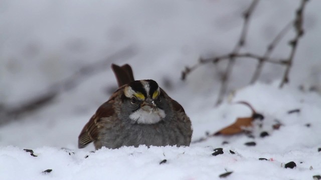 White-throated Sparrow - ML476174