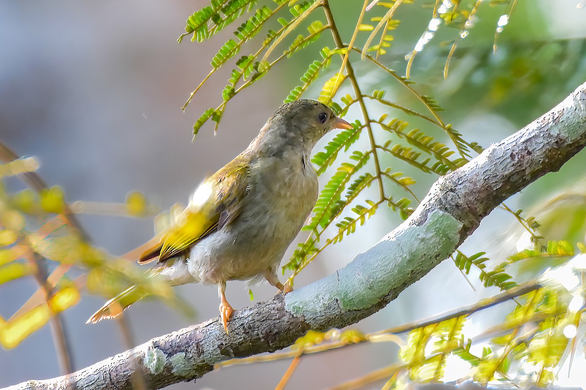 Yellow-footed Honeyguide - ML476175541