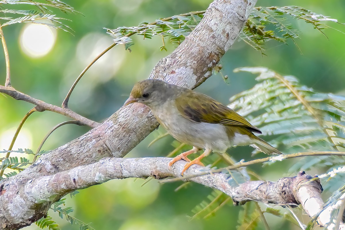 Yellow-footed Honeyguide - ML476175551