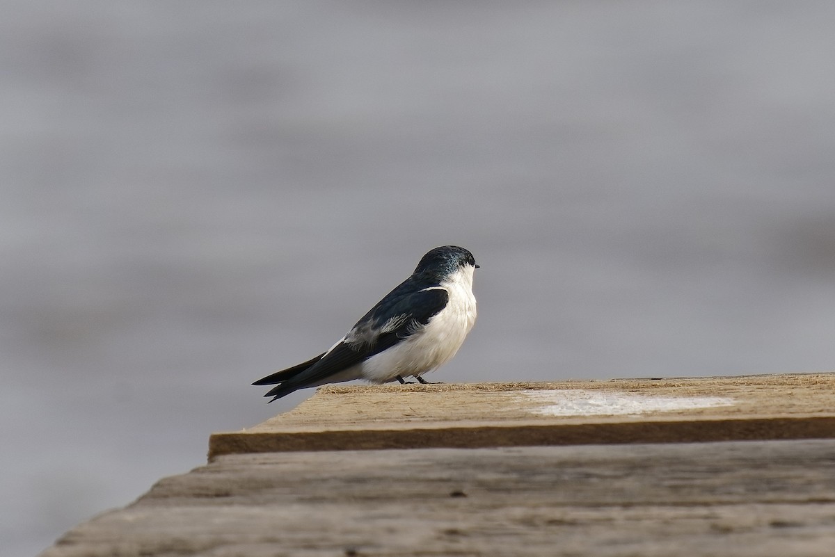 White-winged Swallow - ML476177661