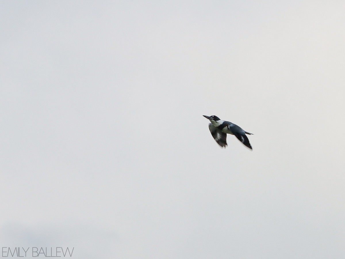 Belted Kingfisher - ML476177951