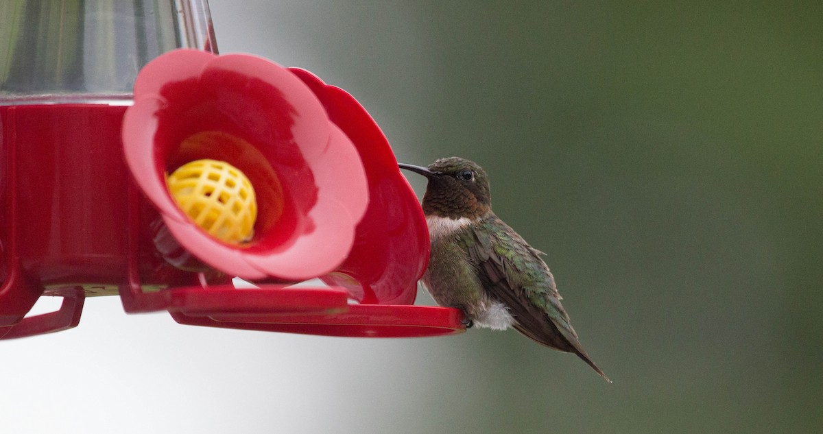 Ruby-throated Hummingbird - Shelley Vermillion
