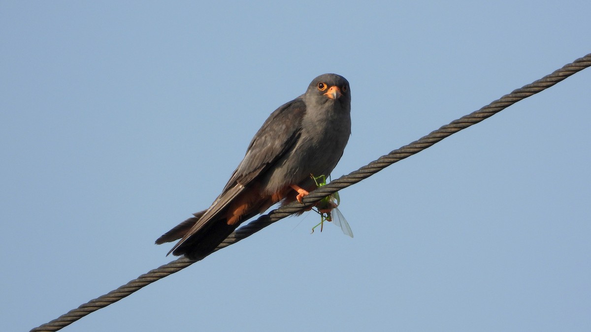 Red-footed Falcon - ML476182021