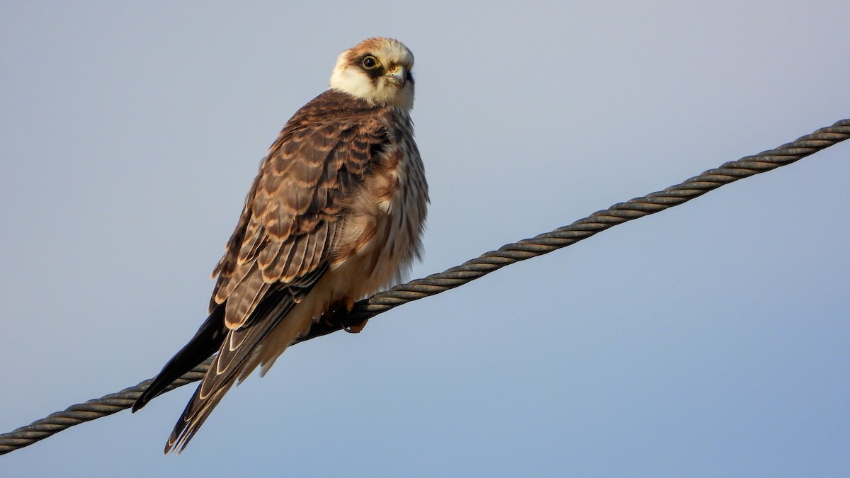 Red-footed Falcon - ML476182611