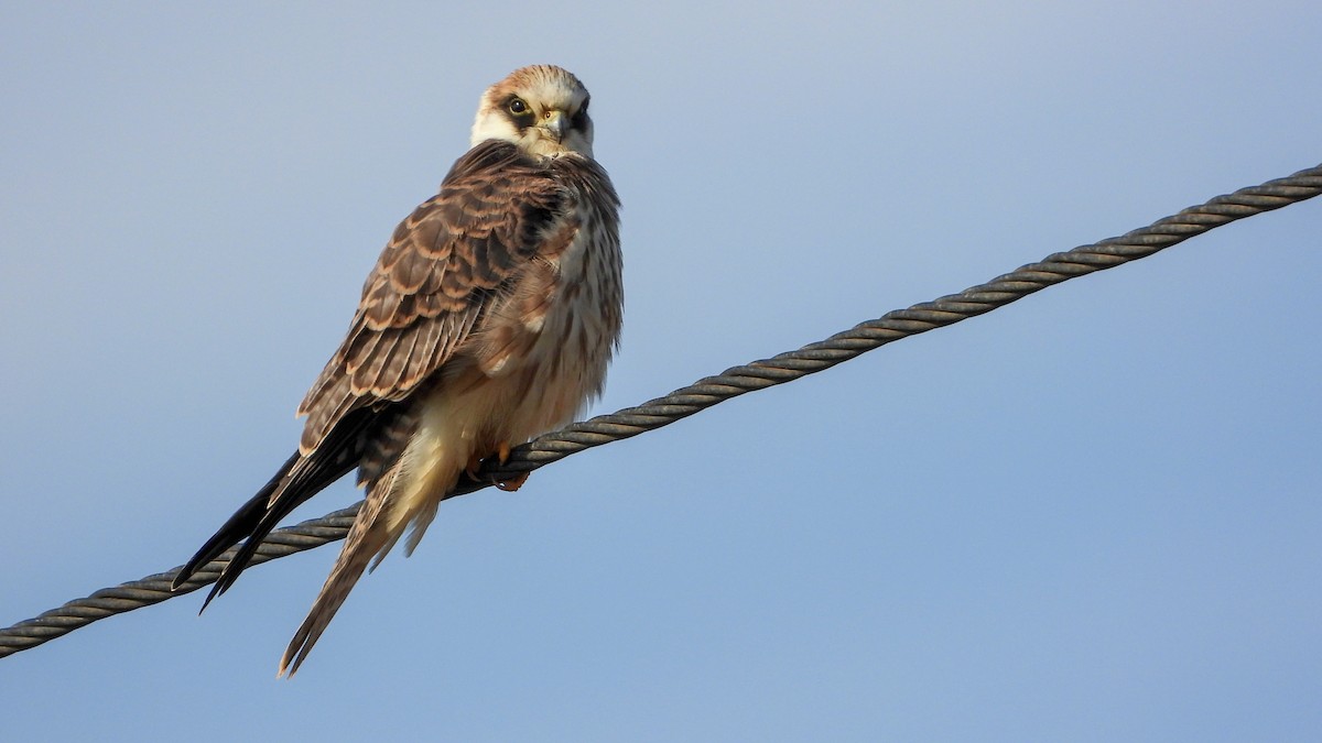 Red-footed Falcon - ML476182631