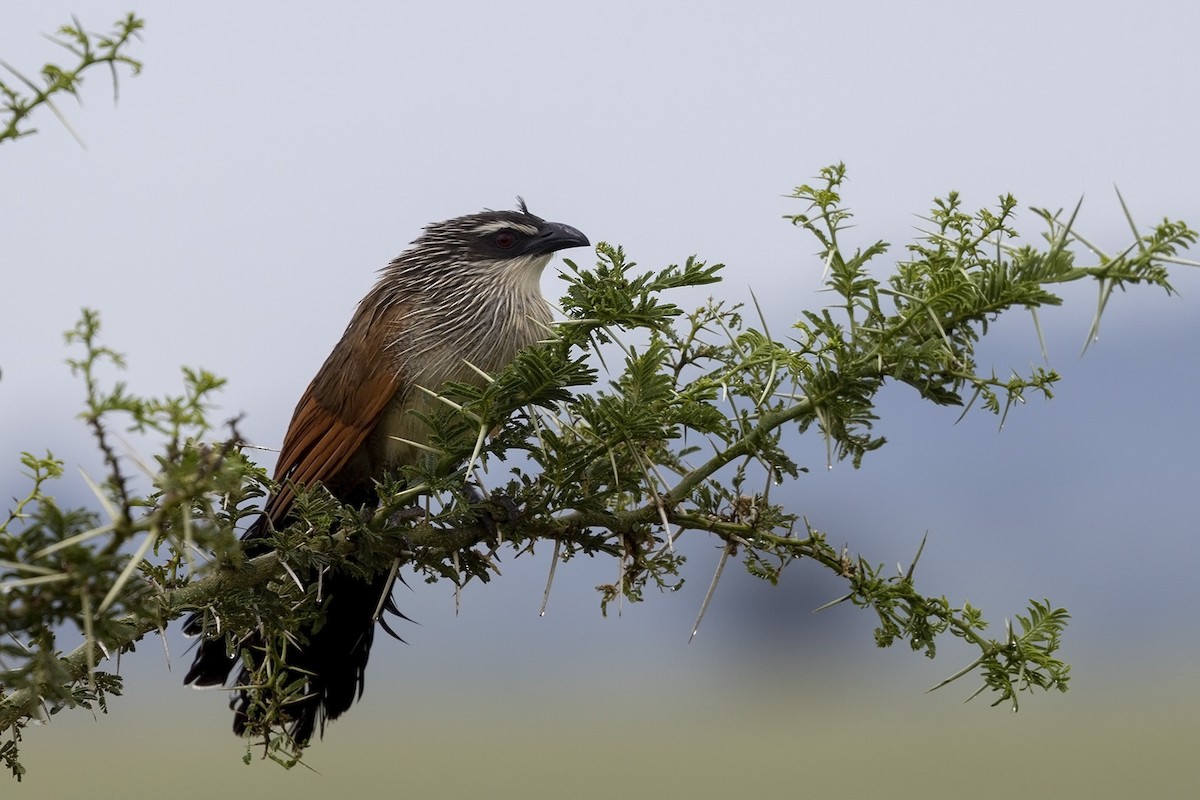 White-browed Coucal (White-browed) - ML476187071