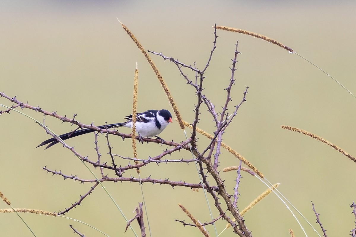 Pin-tailed Whydah - ML476187661