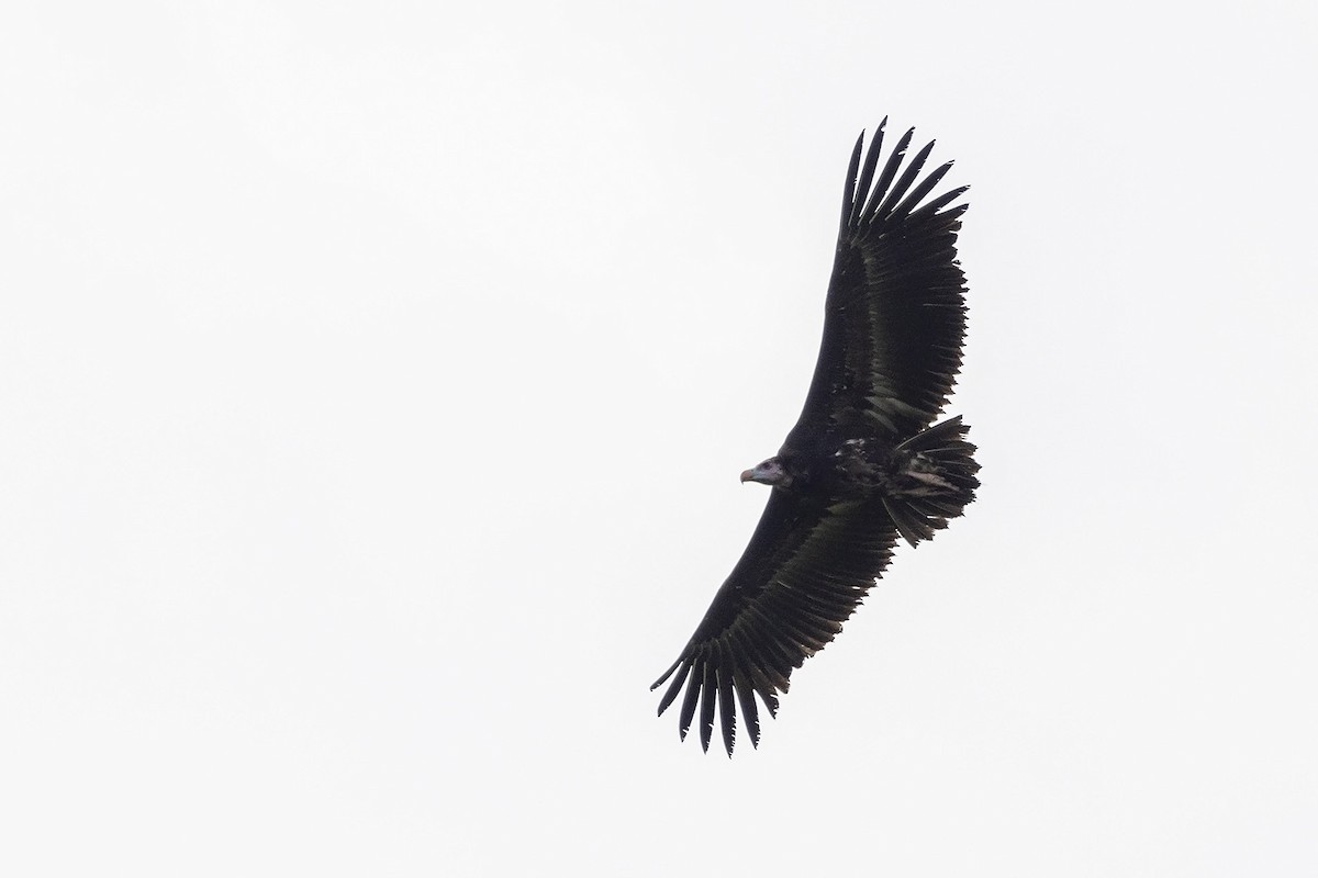 White-headed Vulture - ML476190101