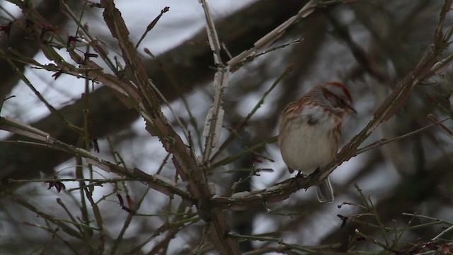 American Tree Sparrow - ML476194