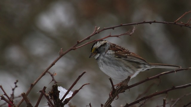 White-throated Sparrow - ML476195