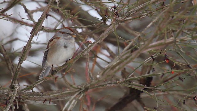 American Tree Sparrow - ML476196