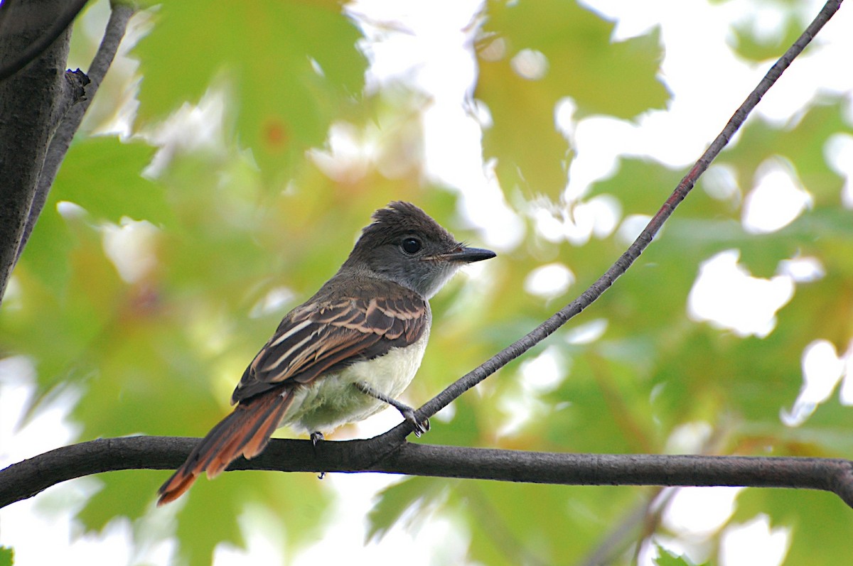 Great Crested Flycatcher - Marc St. Onge